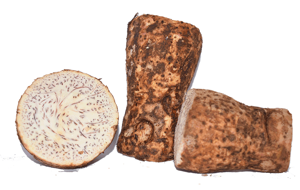 Arrow roots (Maranta arundinacea)